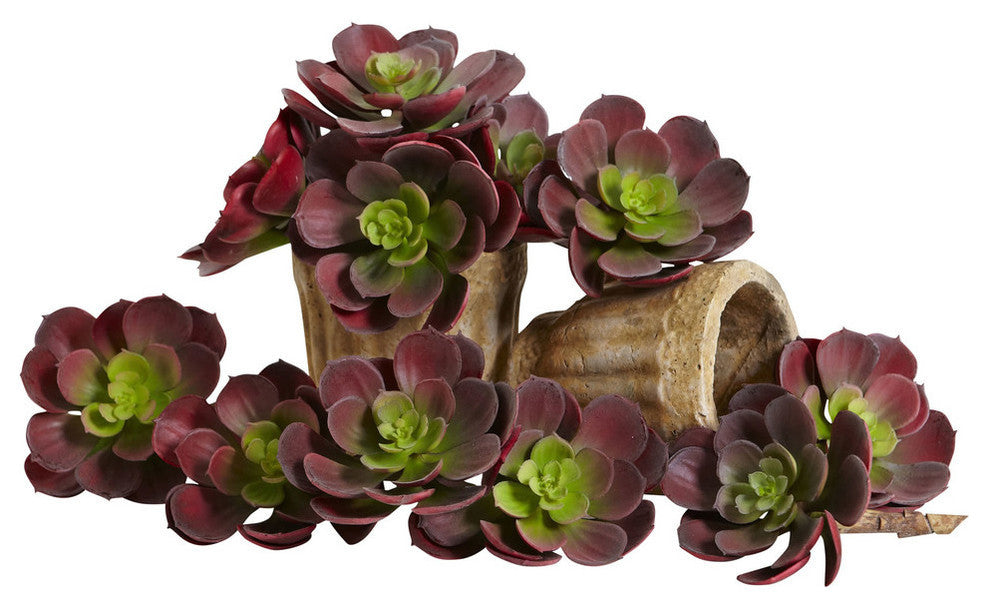5" Echeveria Succulent Plant, Set of 12, Burgundy