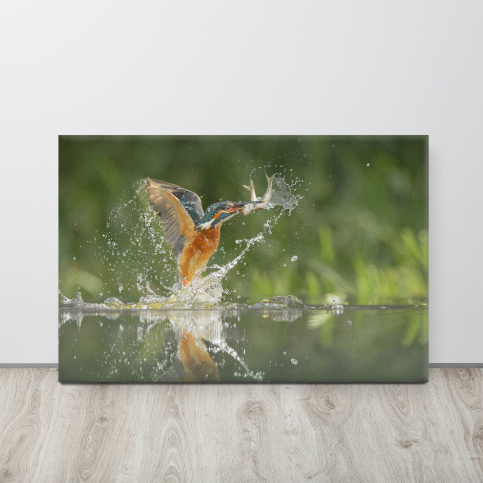 Flying Common Kingfisher Bird - Fish Animal Wildlife Photo Canvas Wall Art Print, 24" X 36"