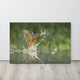 Flying Common Kingfisher Bird - Fish Animal Wildlife Photo Canvas Wall Art Print, 24" X 36"