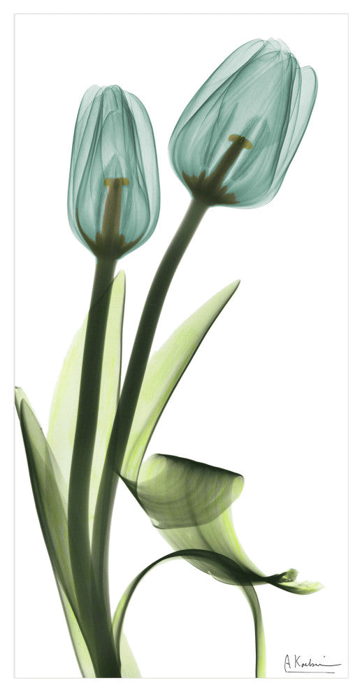 "Blue Tulips" Frameless Free Floating Panel Graphic Wall Art, 24"x48"
