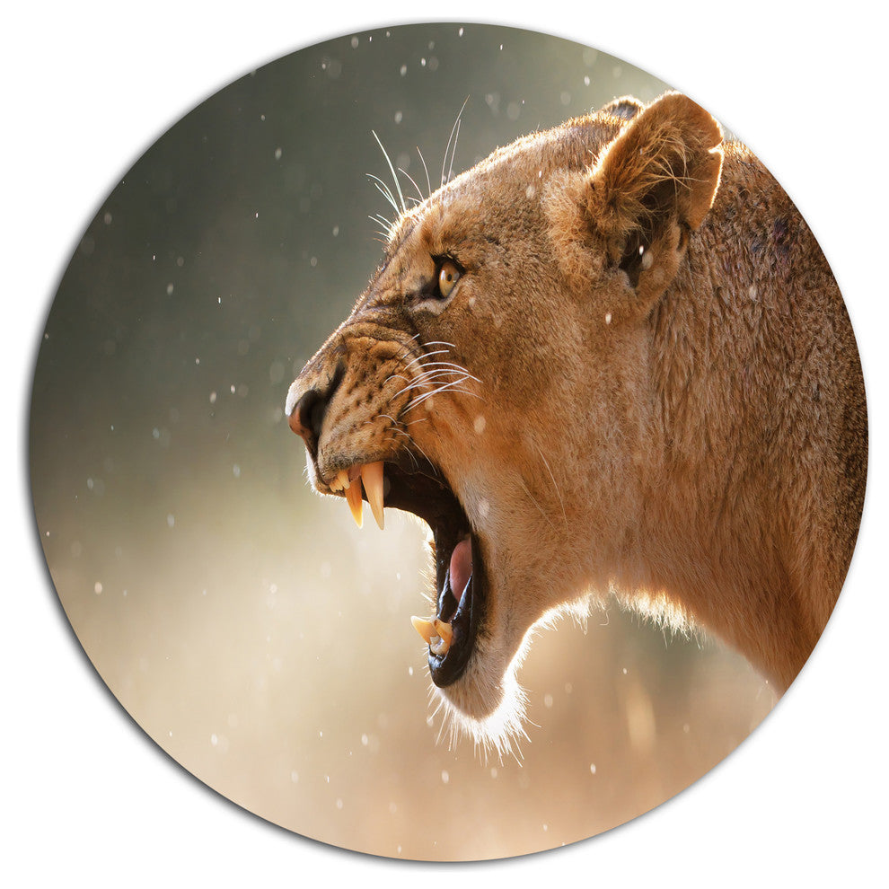 Lion Showing Dangerous Teeth, African Round Wall Art, 36"