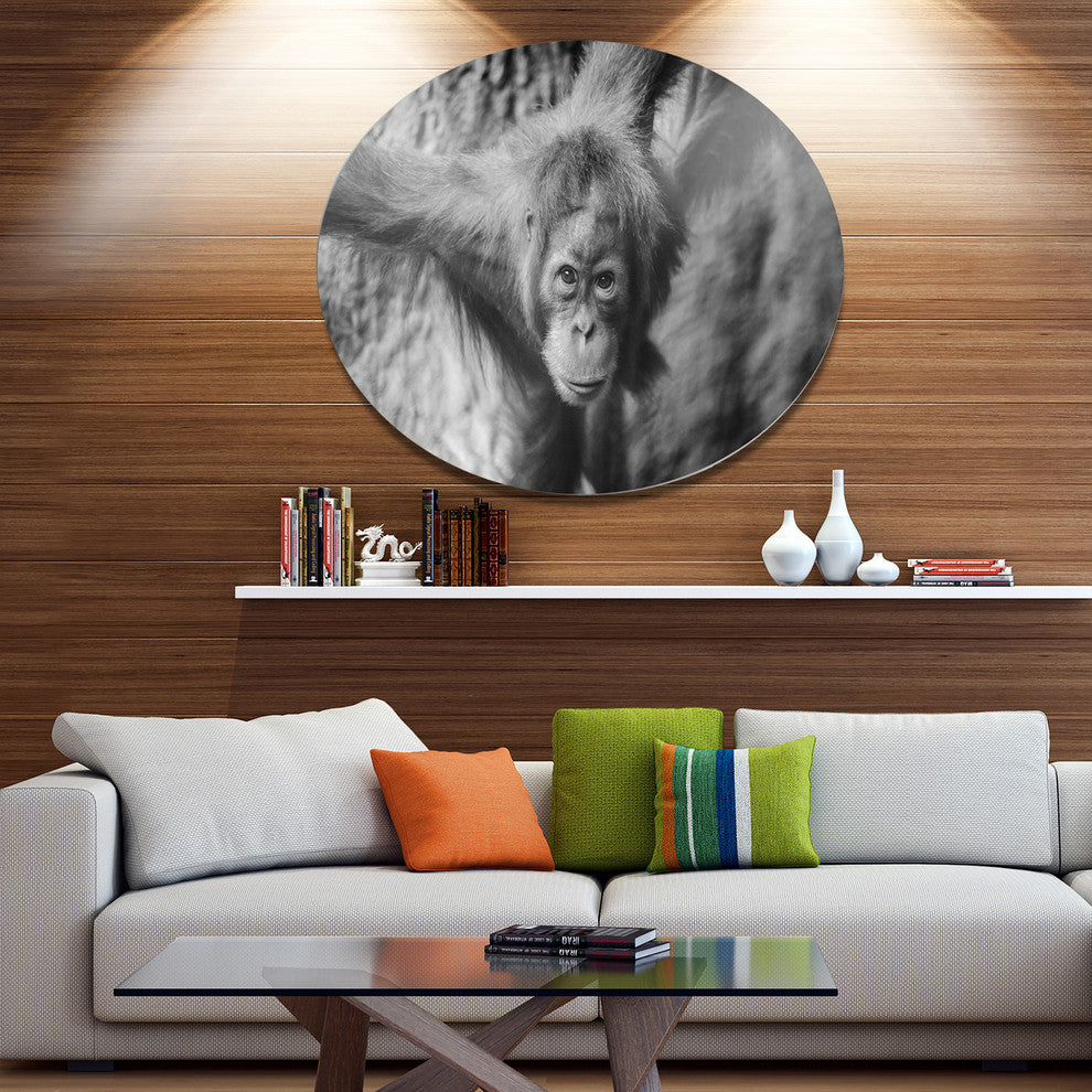 Young Orangutan Black, Animal Round Metal Wall Art, 36"