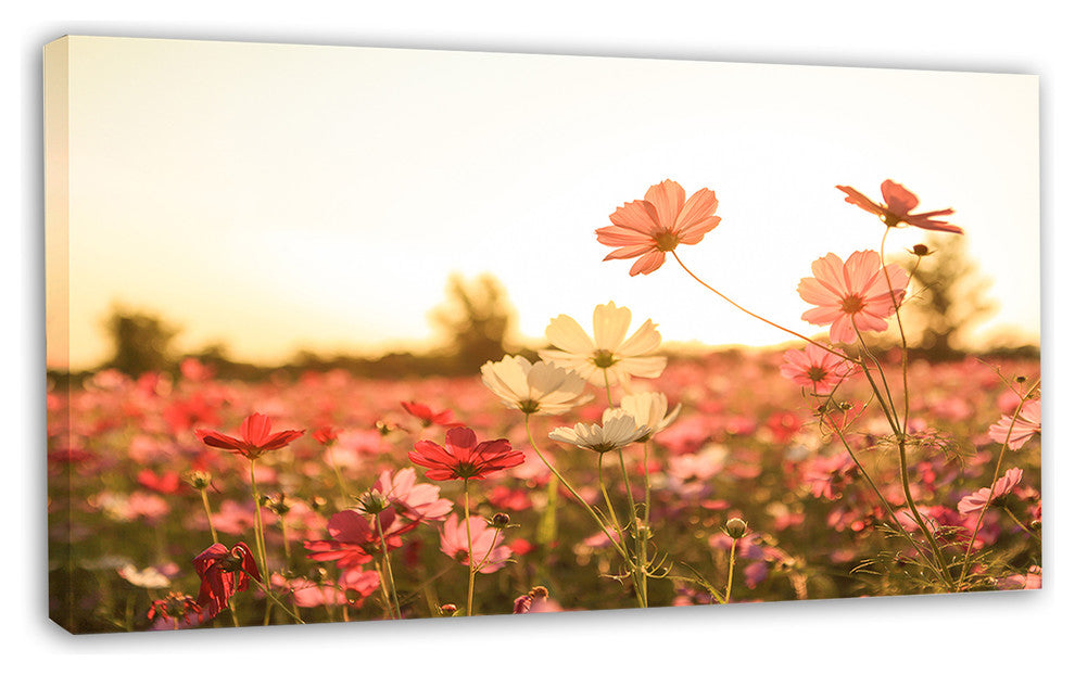 Cosmos Flowers on Sunset Background, Floral Canvas Art Print, 32"x16"