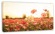 Cosmos Flowers on Sunset Background, Floral Canvas Art Print, 32"x16"