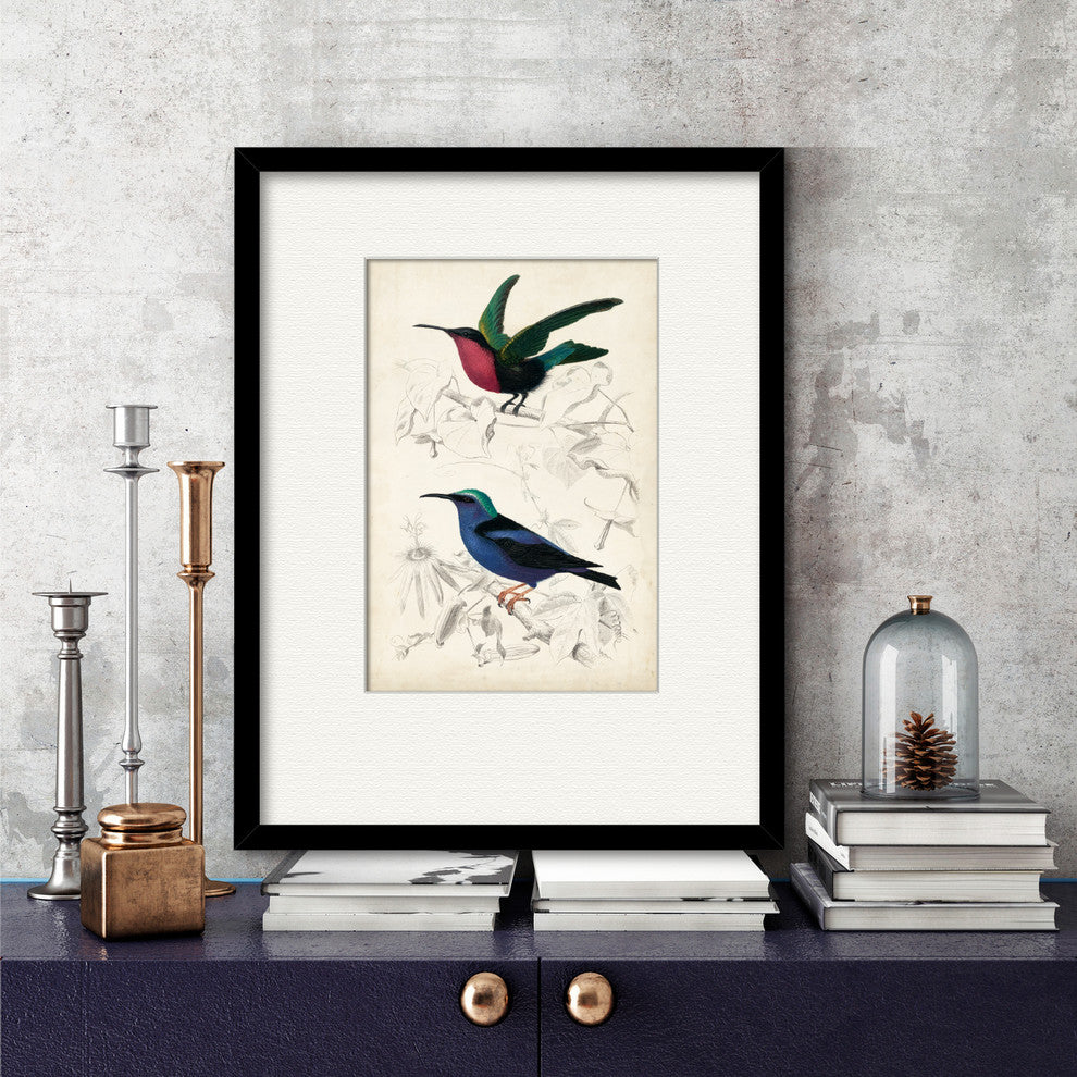 "D'Orbigny Birds I" Gallery Collection Framed Art, 16"x20"