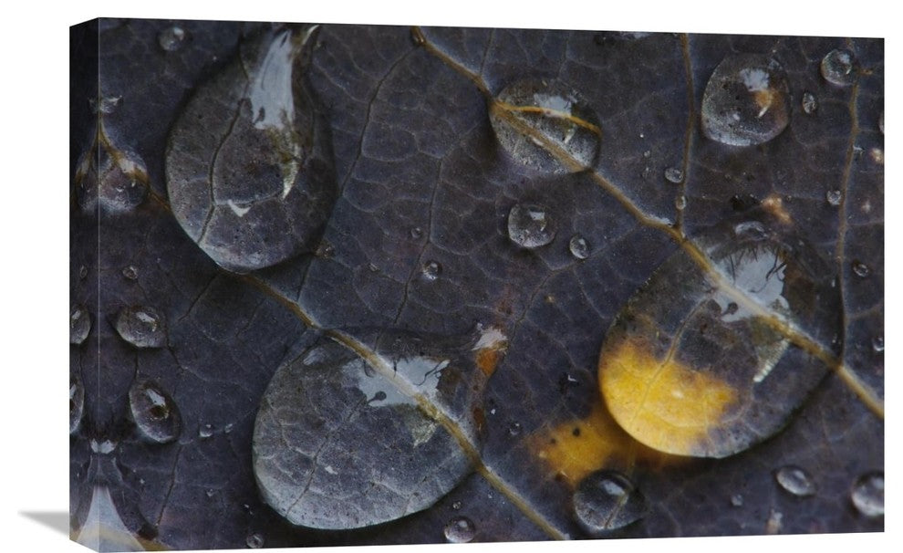 "Water Drops On A Leaf, Goldenstedt, Lower Saxony, Germany" Artwork, 24" x 16"