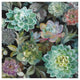 "Floral Succulents v2 Crop" Digital Paper Print by Danhui Nai, 20"x20"