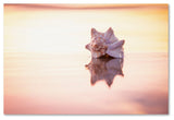 'King of the Beach' Canvas Art by Chris Moyer