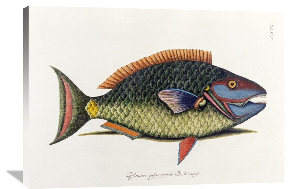 "The Parrot Fish" Artwork, 40" x 28"