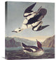 "Smew Or White Nun" Stretched Canvas Giclee by John James Audubon, 18"x22"