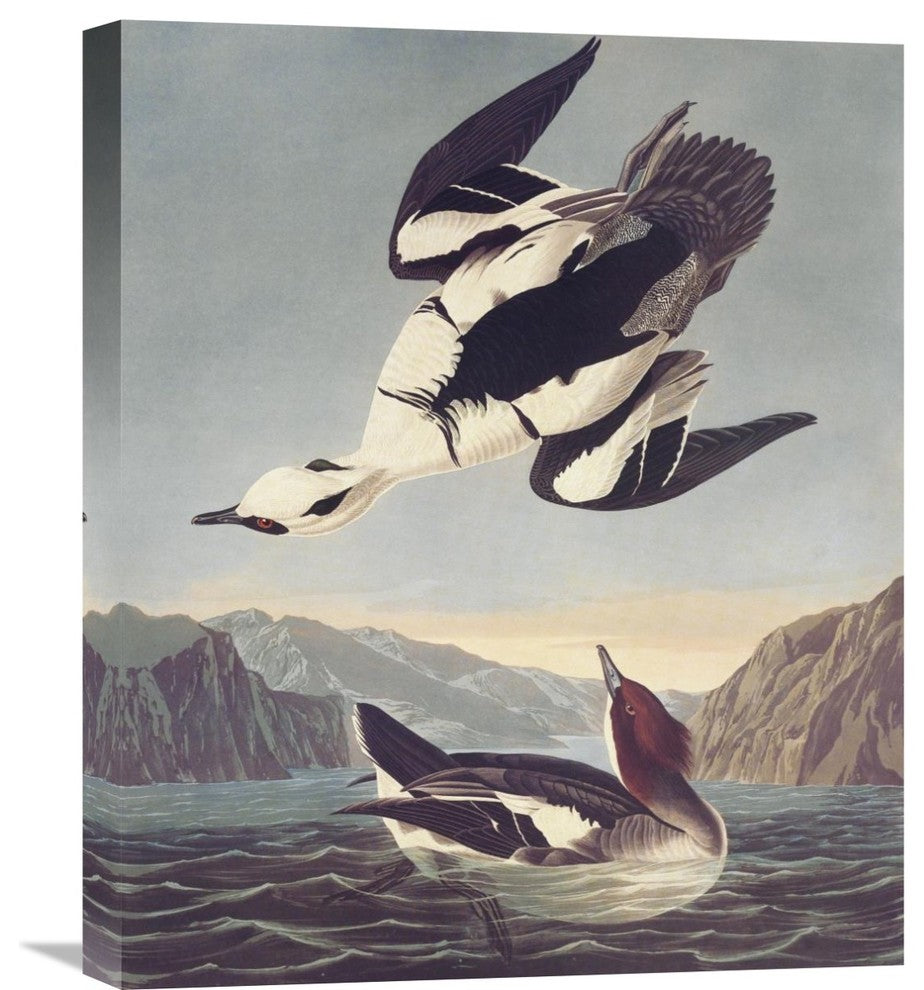 "Smew Or White Nun" Stretched Canvas Giclee by John James Audubon, 18"x22"
