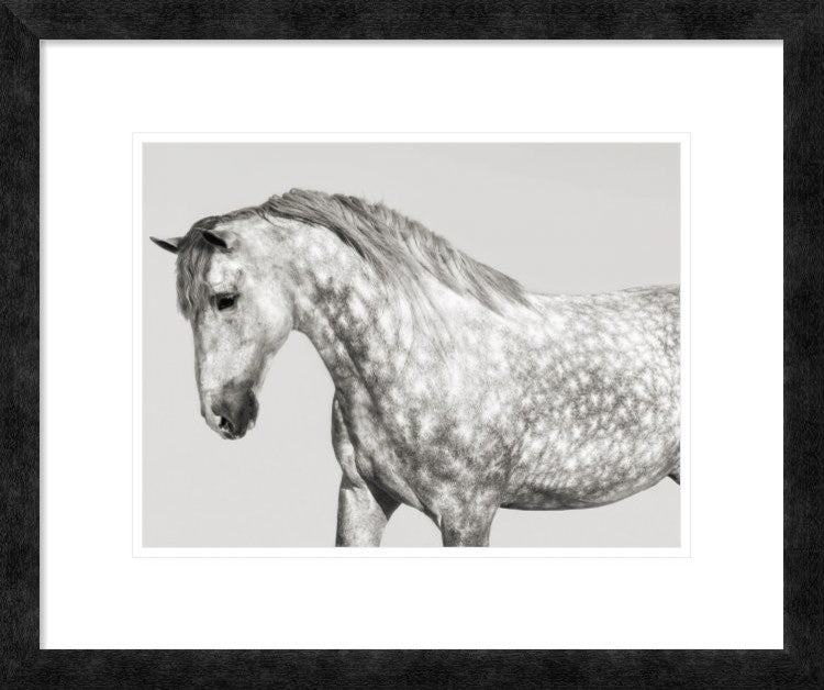 "Leia, Andalusian Pony" Framed Digital Print by Pangea Images, 24x20"