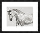 "Leia, Andalusian Pony" Framed Digital Print by Pangea Images, 24x20"