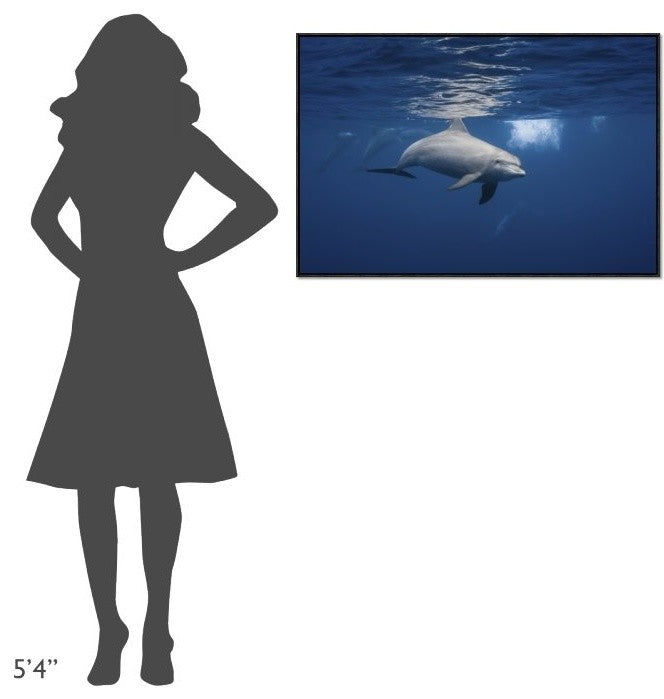 Curious Dolphin, 36"x24"
