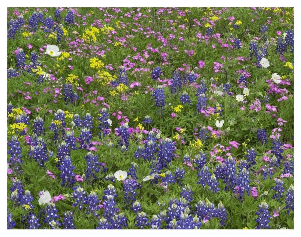 "Sand Bluebonnet flowers, Hill Country, Texas" Print by Tim Fitzharris, 18"x14"
