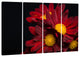 "Red Velvet Chrysanthemum Flowers" Canvas Print, 4 Panels, 48"x28"