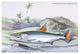Hydrocylon Armatus- Gallery Wrapped Canvas Art 28" x 42"