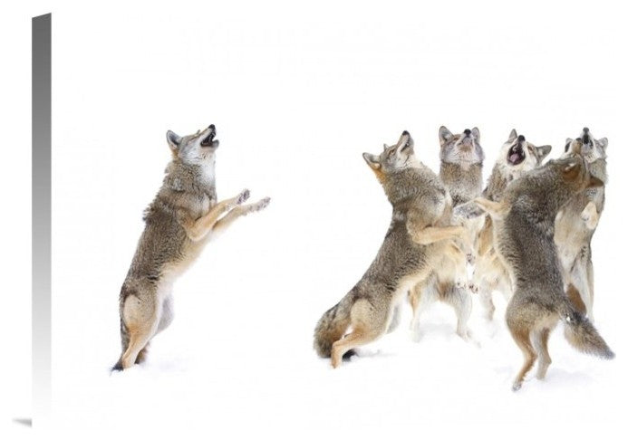 "The Choir Coyotes" Stretched Canvas Giclee by Jim Cumming, 18x12"
