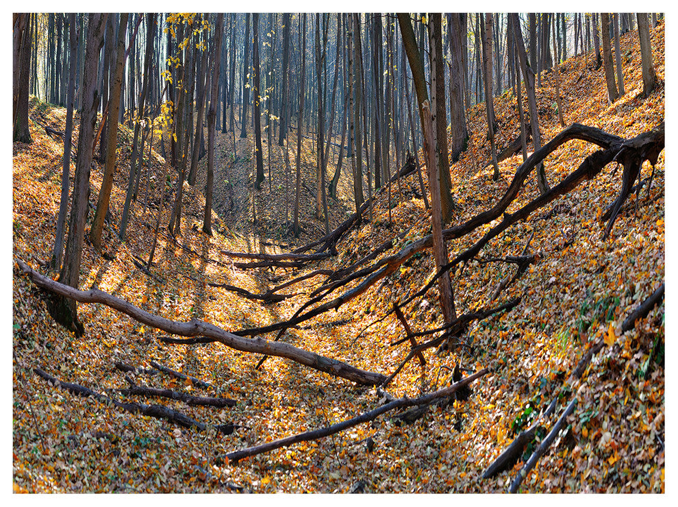 Thick Autumn Forest Panorama, Landscape Canvas Art Print, 40"x30"
