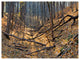 Thick Autumn Forest Panorama, Landscape Canvas Art Print, 40"x30"