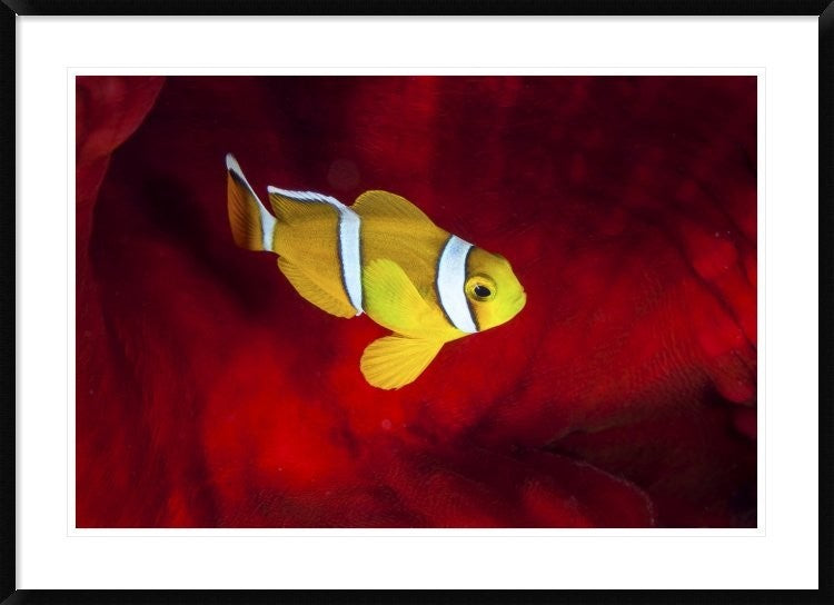 "Clownfish" Framed Digital Print by Barathieu Gabriel, 44x32"
