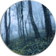 Trees In Foggy Spring Forest, Landscape Photo Disc Metal Wall Art, 11"