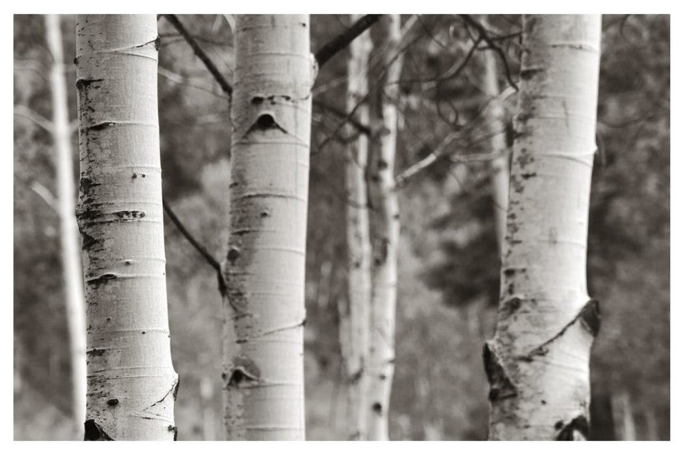 "Aspens  IV" Digital Paper Print by Debra Van Swearingen, 20"x14"