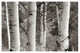 "Aspens  IV" Digital Paper Print by Debra Van Swearingen, 20"x14"