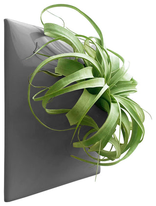 Modern Wall Planter, Node 12", Large, Ceramic, Dark Gray