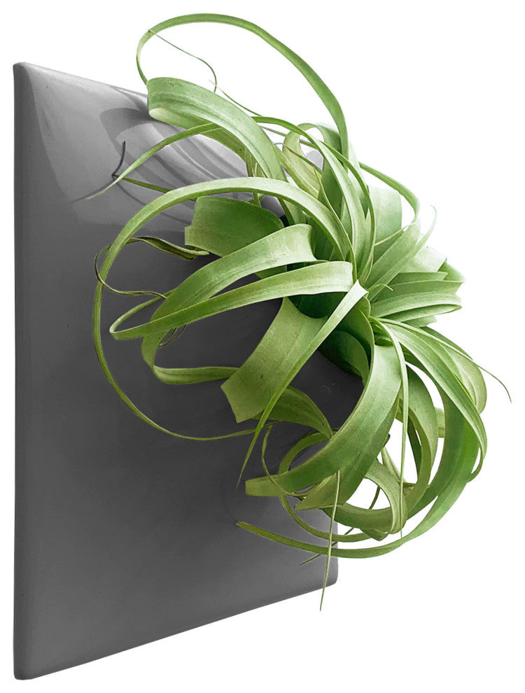 Modern Wall Planter, Node 12", Large, Ceramic, Dark Gray