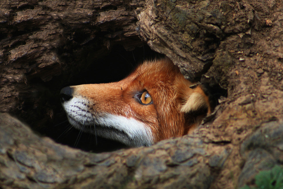 Red Fox Face in Stump Animal Wildlife Nature Photograph Canvas Wall Art Prints, 24" X 36"