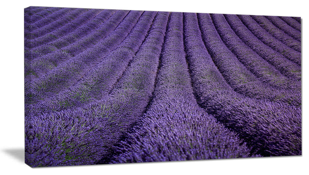 "Blooming Lavender Flower Texture" Landscape Wall Wall Art, 32"x16"