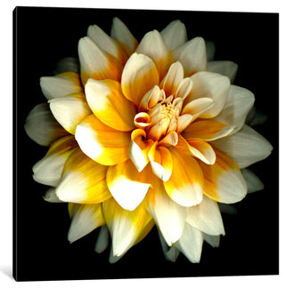 "Dahlia" by Susan Barmon, Canvas Print, 26x26"