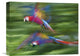 "Scarlet Macaw pair flying, Costa Rica" Canvas Giclee by Tim Fitzharris, 16"x12"