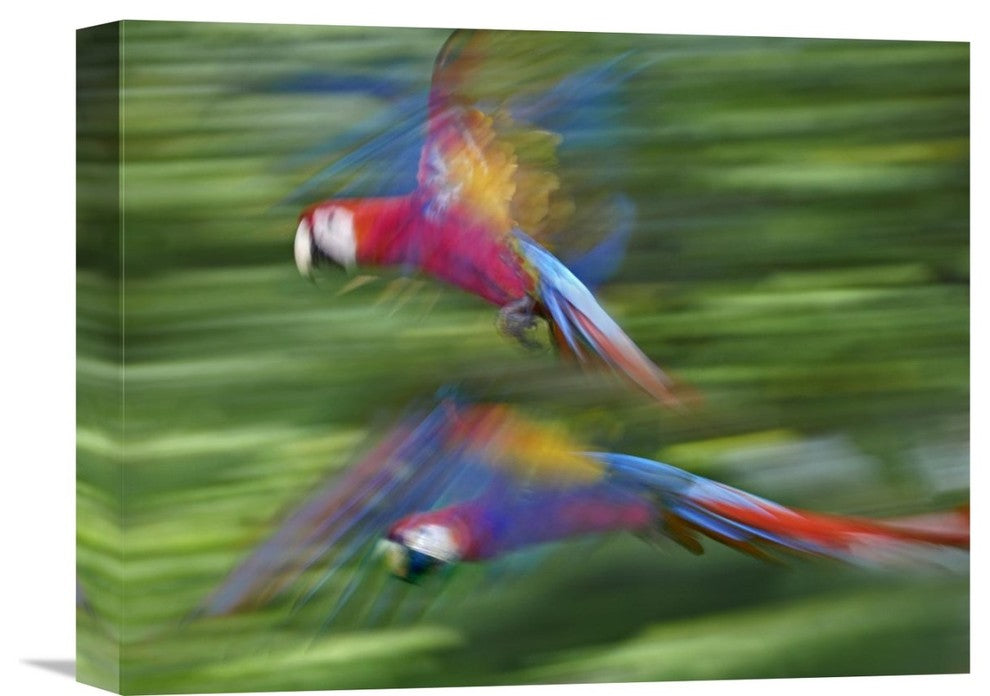 "Scarlet Macaw pair flying, Costa Rica" Canvas Giclee by Tim Fitzharris, 16"x12"