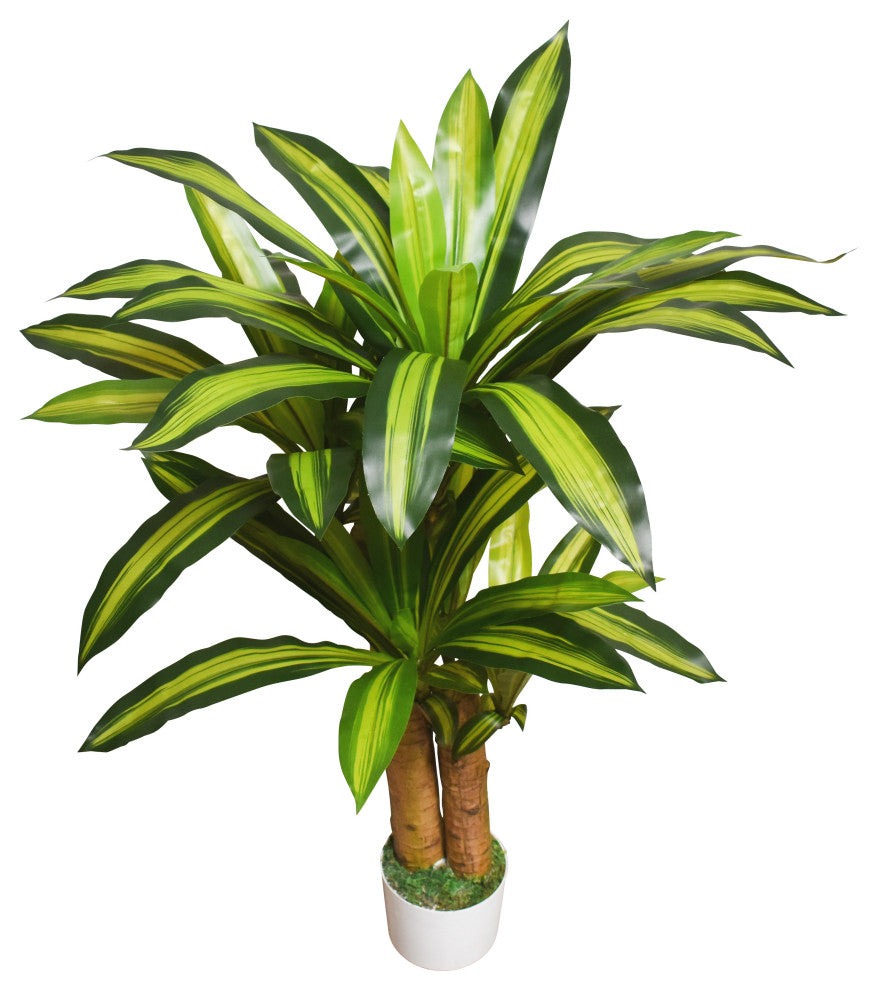 Dracaena Tree in White Pot