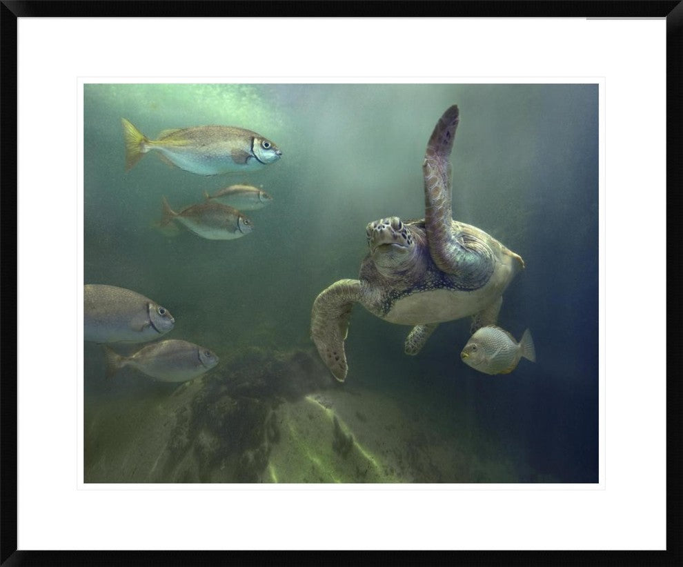 "Green Sea Turtle and fish, Sabah, Malaysia"  by Tim Fitzharris, 32x26"