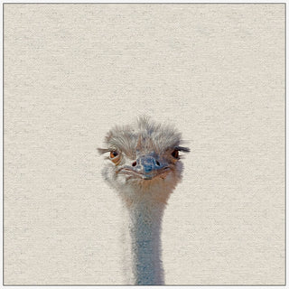 "Grumpy Ostrich II" Floater Framed Painting Print, Canvas, 48"x48"