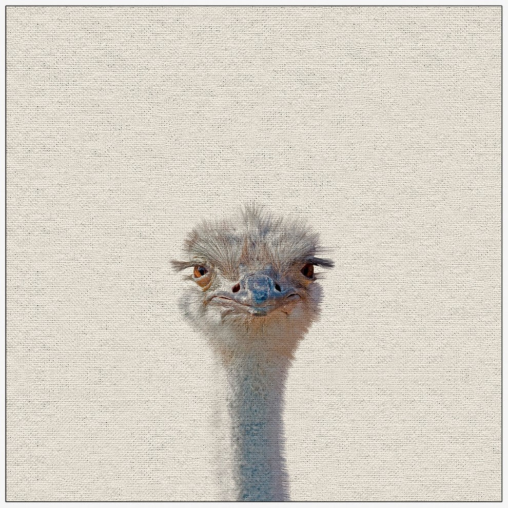 "Grumpy Ostrich II" Floater Framed Painting Print, Canvas, 48"x48"