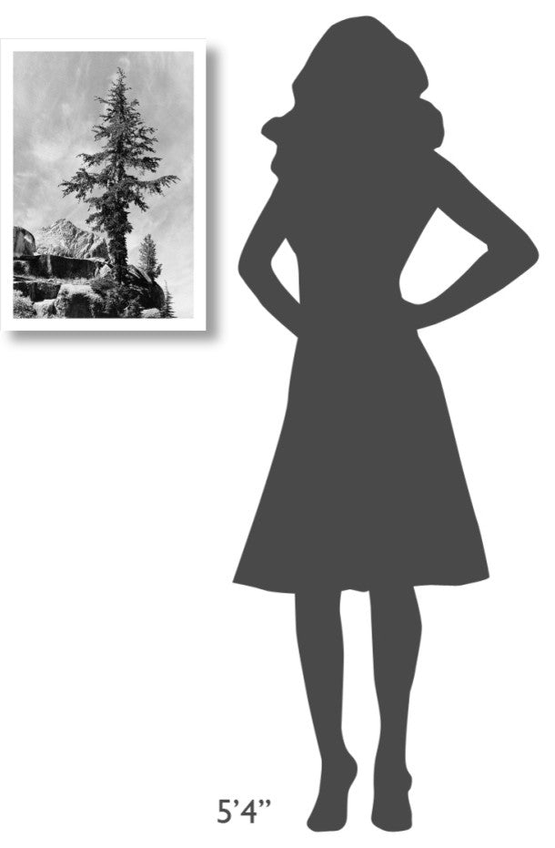 "Tree and unnamed peak, Kings River Canyon, 1936" Paper Art, 17"x24"