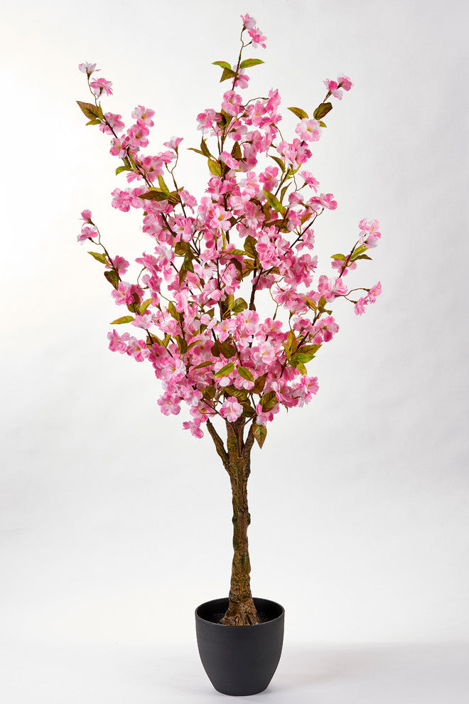 51" Cherry Tree In Pot