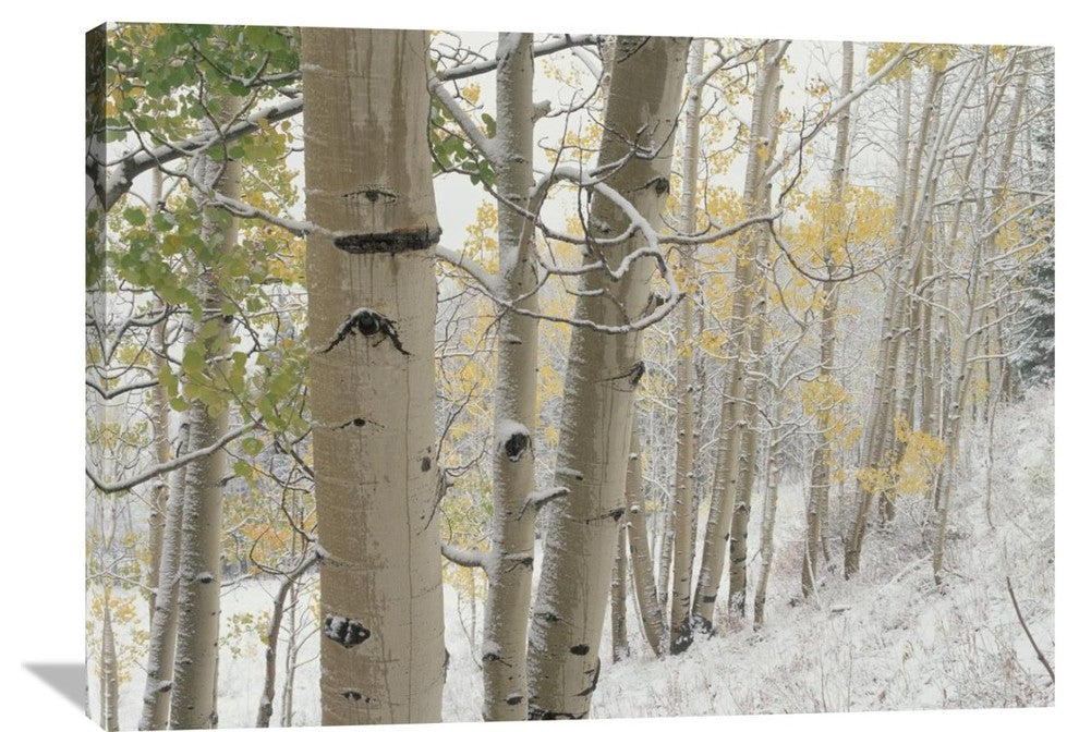 "Aspens With Snow, Gunnison National Forest, Colorado" Artwork, 40" x 30"