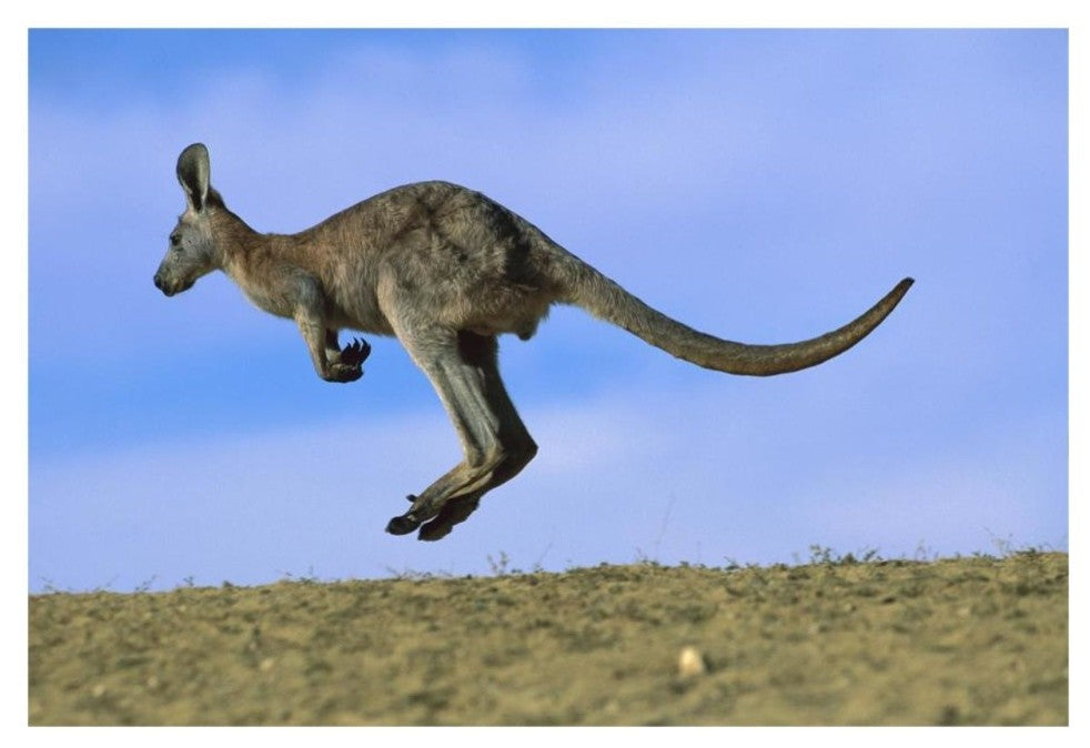 "Wallaroo or Euro Kangaroo hopping, Sturt, New South Wales" Paper Art, 32"x22"