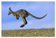 "Wallaroo or Euro Kangaroo hopping, Sturt, New South Wales" Paper Art, 32"x22"