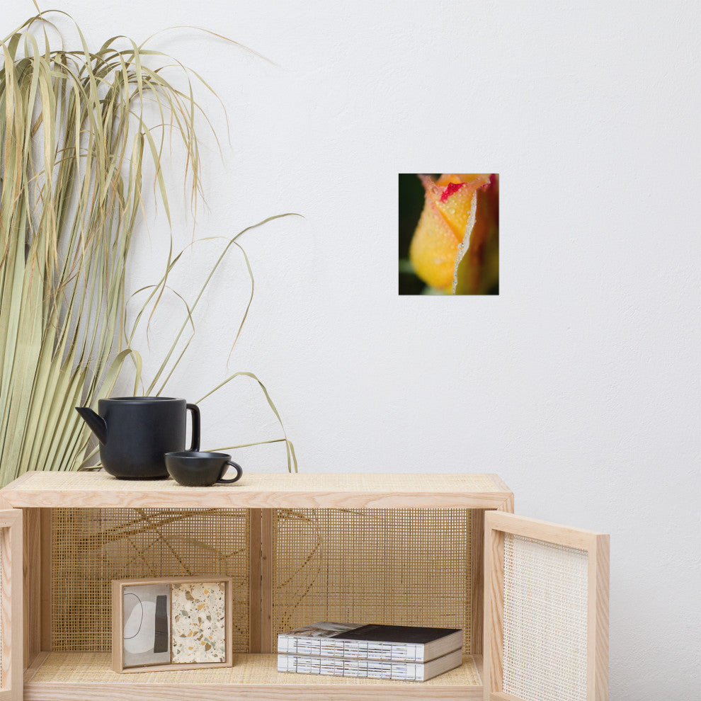 Dew on Yellow Rose Nature Photography, Floral Unframed Wall Art Print, 8" X 10"