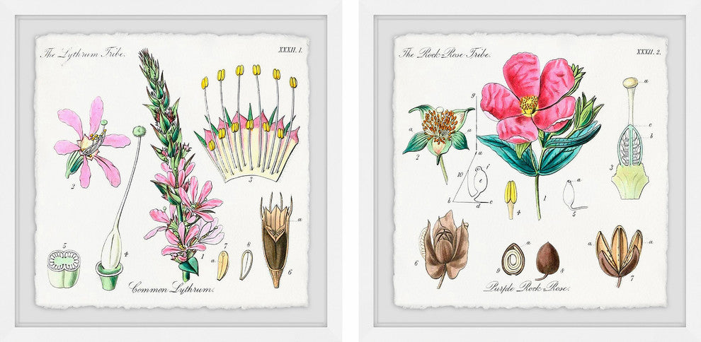 "Growing Pink Diptych" Framed Prints, 18"x18", 2-Piece Set
