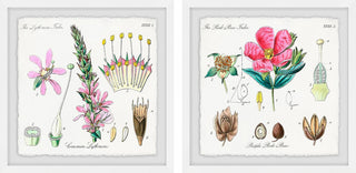 "Growing Pink Diptych" Framed Prints, 18"x18", 2-Piece Set
