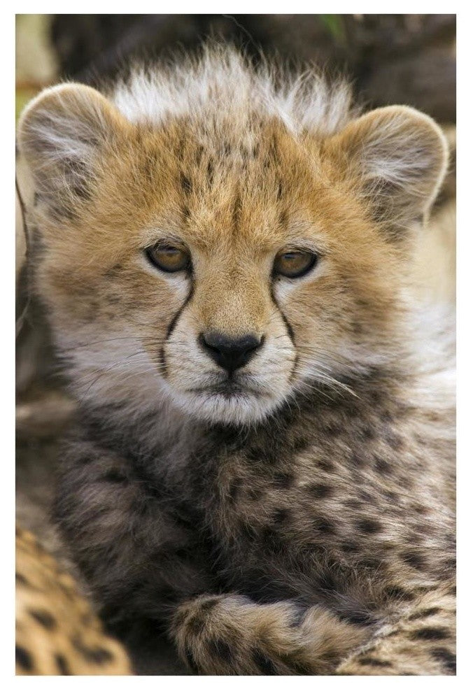 "Cheetah 10-12 week old cub portrait, Maasai Mara Reserve" Paper Art, 26"x38"