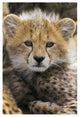 "Cheetah 10-12 week old cub portrait, Maasai Mara Reserve" Paper Art, 26"x38"