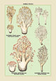 Edible Fungi: Red-Tipped, Crested and Pale - Yellow Clavaria